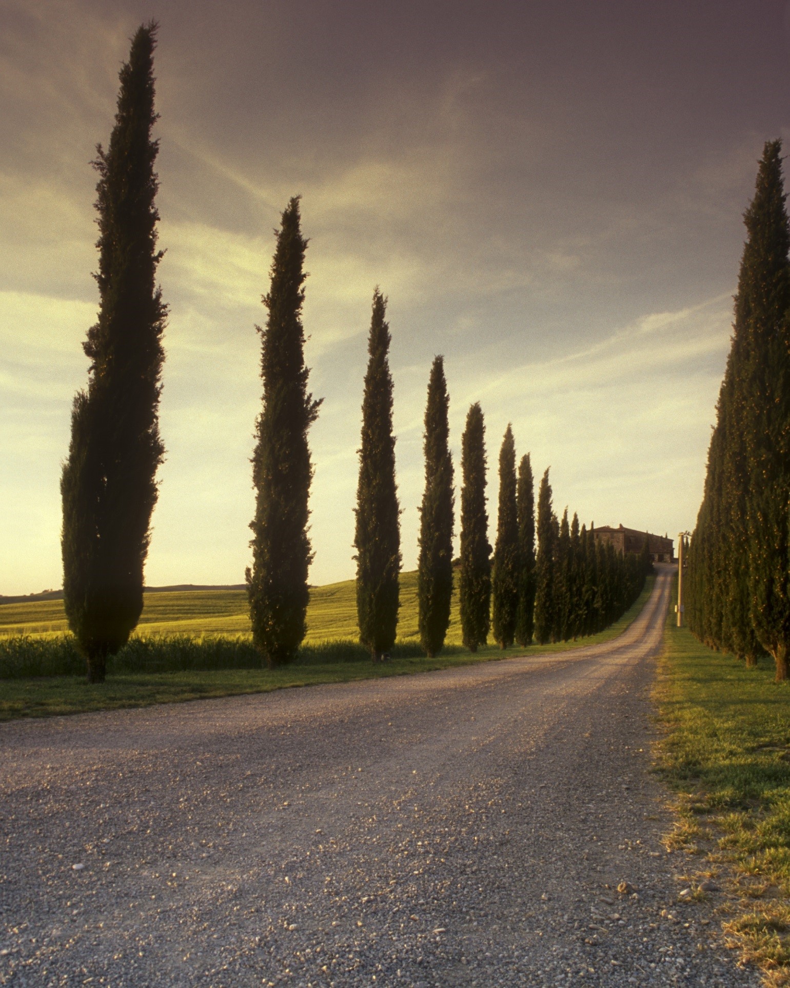 A Walkabout, and a tree-lined road to a place far away.